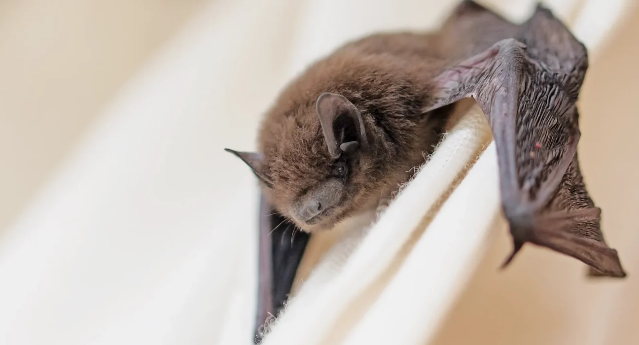 Un médecin de Virginie se réveille avec une chauve-souris dans la bouche : 'Je pensais encore rêver'