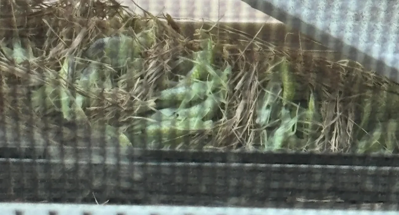 Un résident du Midwest découvre un « nid de bug vert » dans sa fenêtre, apprend qu'il est rempli de proies paralysées par des guêpes.