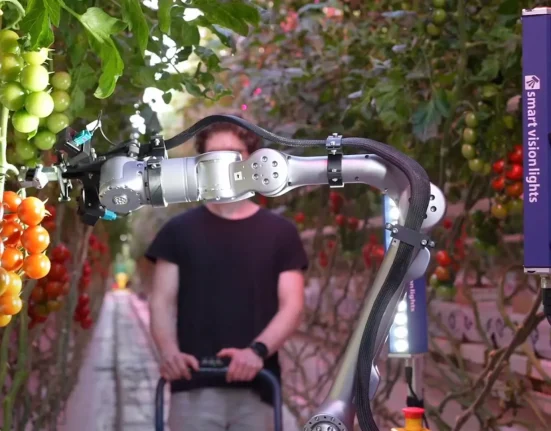 Un robot de récolte de tomates autonome s'inspire des humains pour récolter des rangées entières en serre.