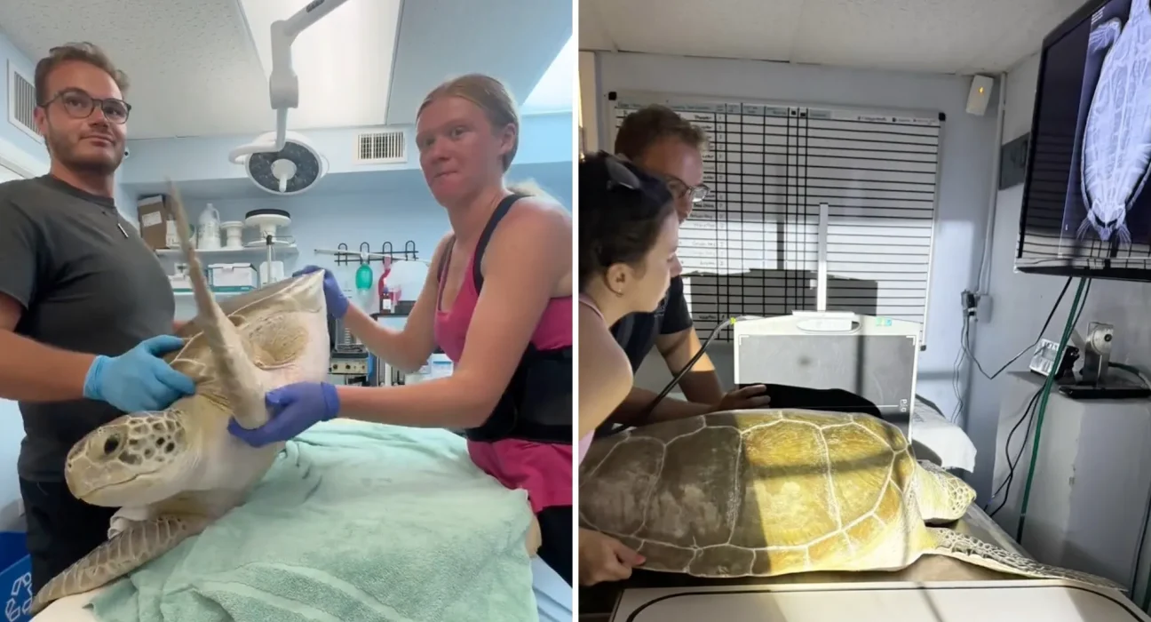 Un tatouage de sang pour une tortue de mer de Floride : les vétérinaires luttent contre une fuite pour lui permettre de replonger.