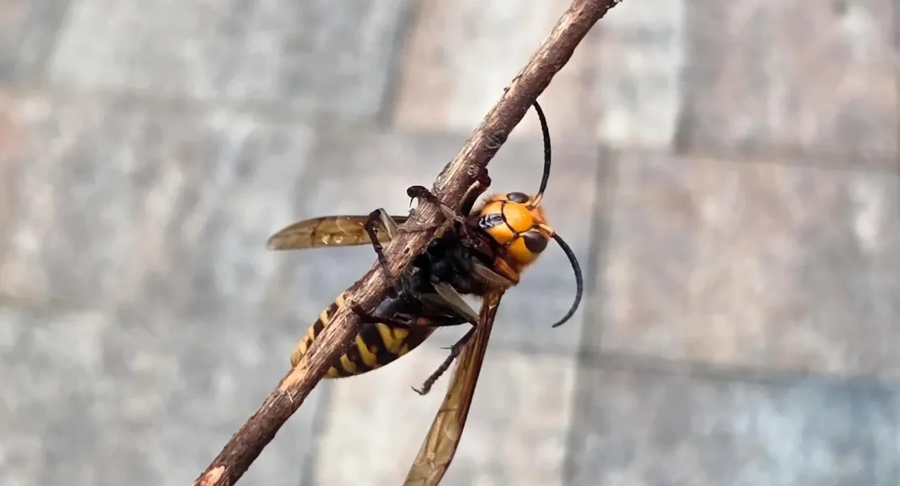 Une énigme soyeuse : un insecte surprenant découvert par un passant par temps froid