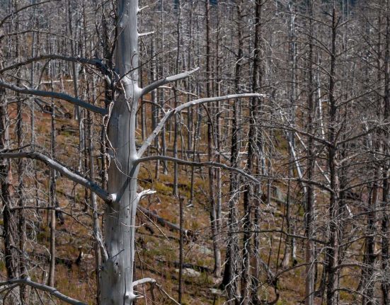 Une nouvelle carte dévoile 10 millions d'arbres morts de Maine à Caroline du Sud, victime de l'intrusion des eaux salées.