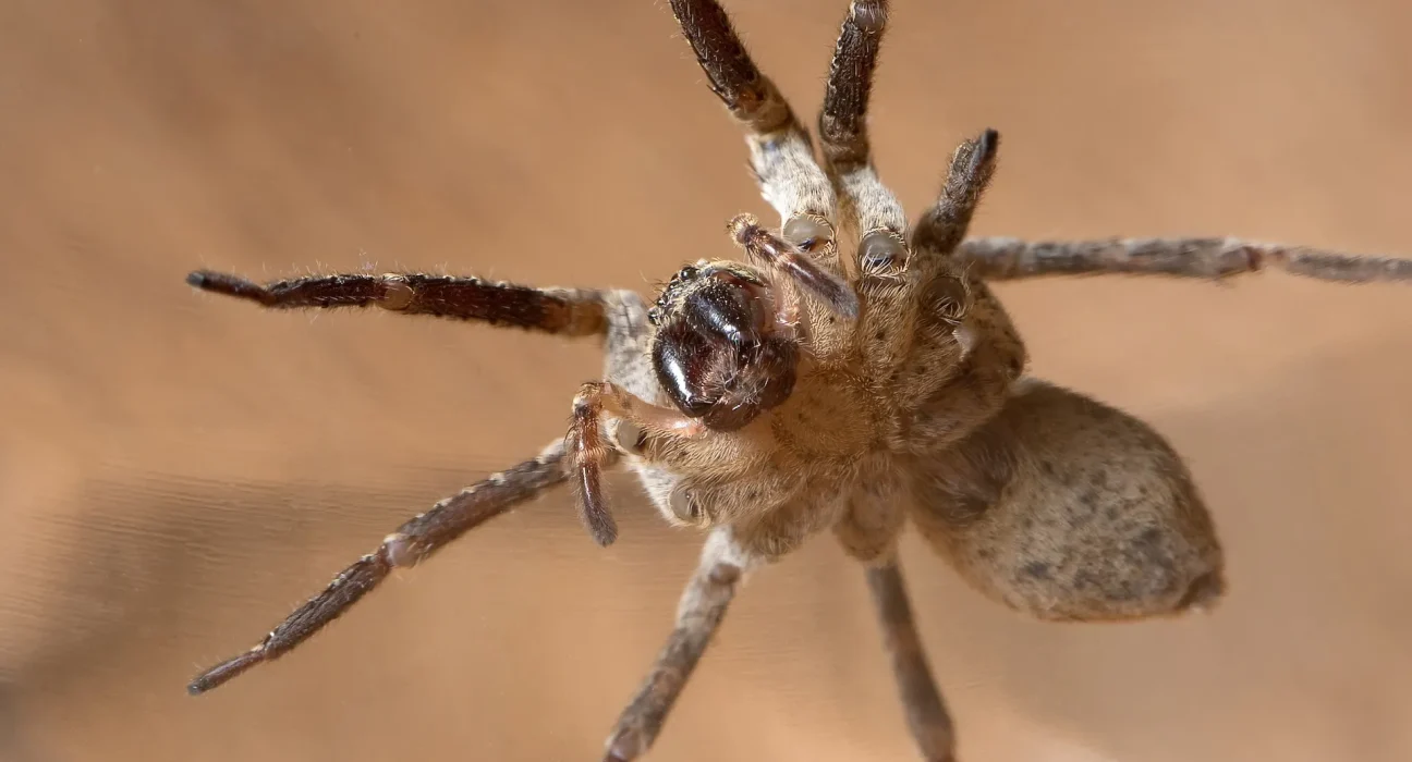 Une prolifération inquiétante : les araignées Nosferatu envahissent la côte baltique allemande
