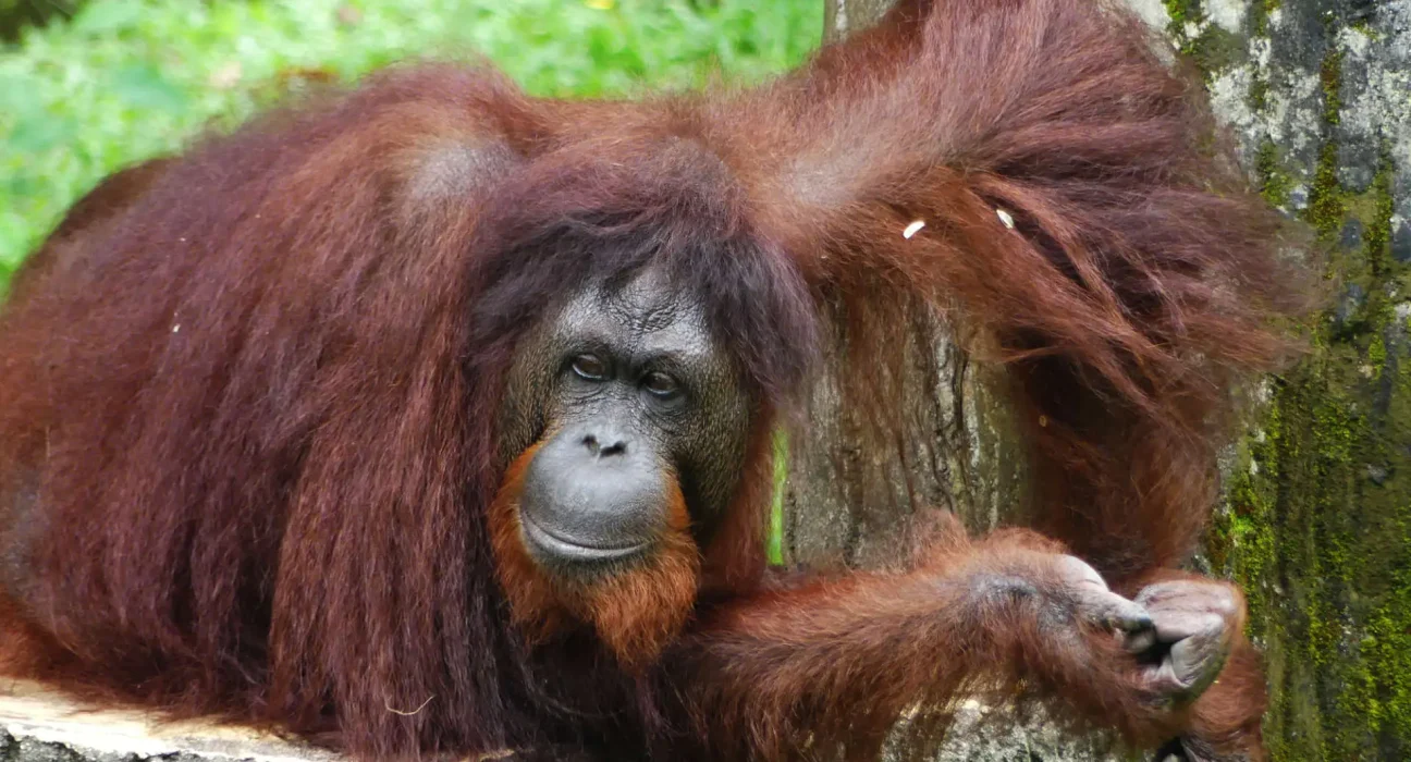 Urgence en Indonésie : Les sauveteurs luttent pour sauver les orangs-outans face aux incendies causés par El Niño sur Borneo.