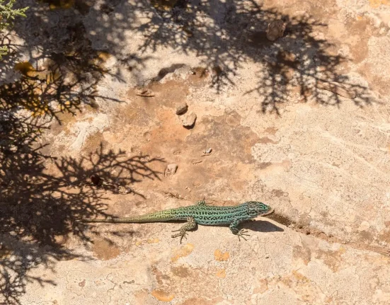Urgence scientifique : Cataloguer les lézards arc-en-ciel d'Ibiza avant l'invasion des serpents.