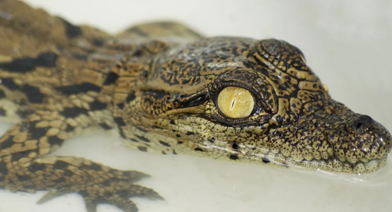 Vague de chaleur en France : éclosion naturelle de 10 crocodiles du Nil pour la première fois.