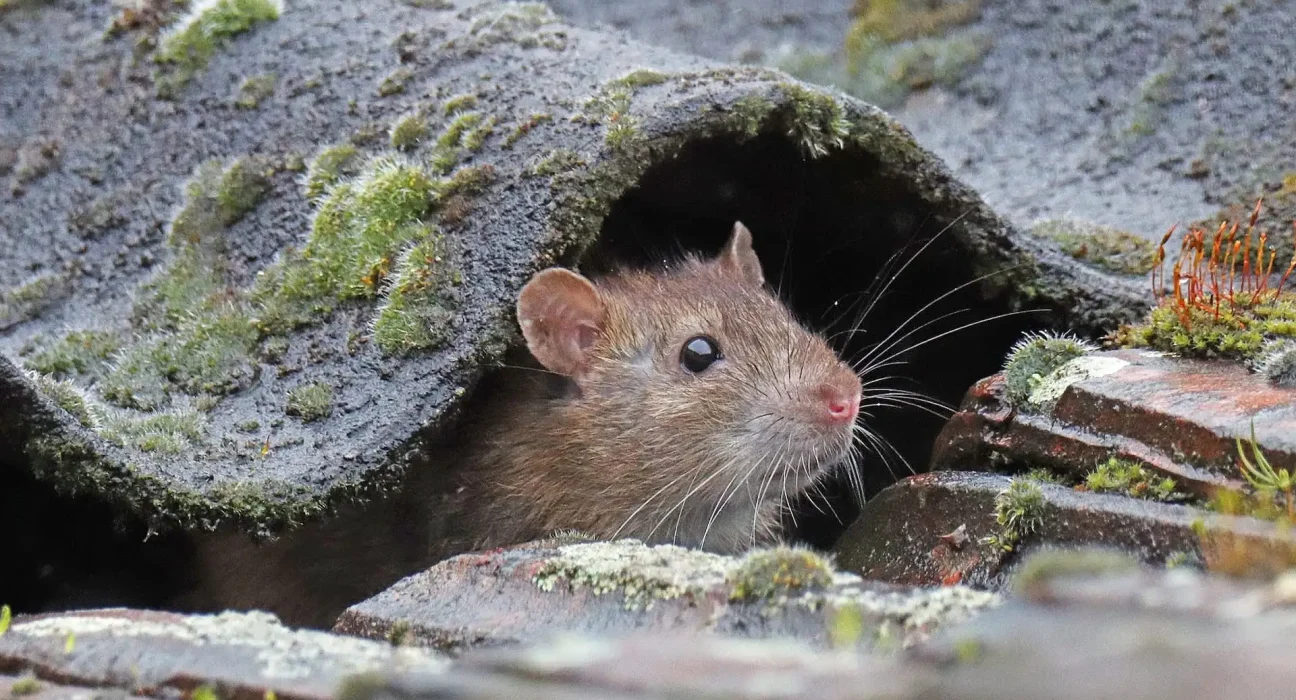 Appel aux habitants de l'Idaho pour cartographier les observations de rats face à la montée des espèces invasives