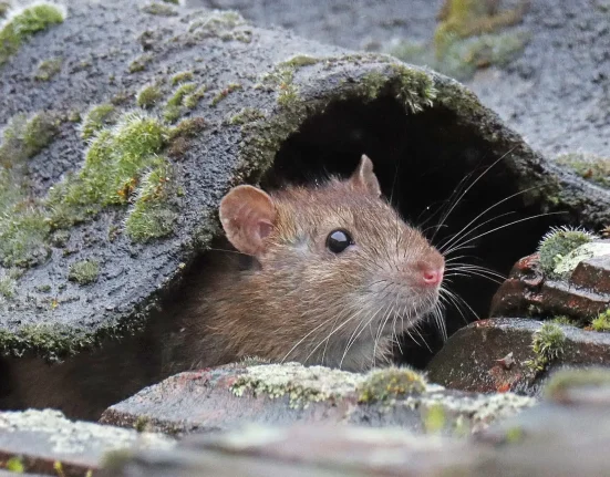 Appel aux habitants de l'Idaho pour cartographier les observations de rats face à la montée des espèces invasives