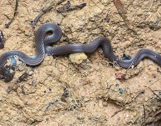Au Japon, des caméras haute vitesse dévoilent la fascinante roulade d'un serpent pour échapper au danger.