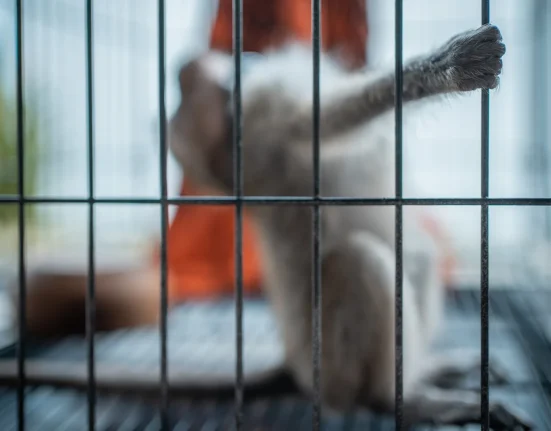 Audit du Wisconsin : 8 singes de laboratoire négligés dans leur traitement antidouleur à l'Université du Wisconsin-Madison
