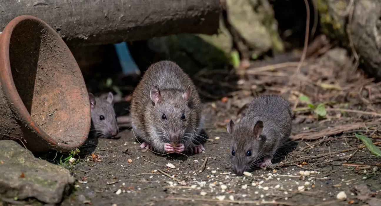 Boston utilise l'IA pour créer un 'dictionnaire' des rats afin de prédire les prochaines invasions de nuisibles.