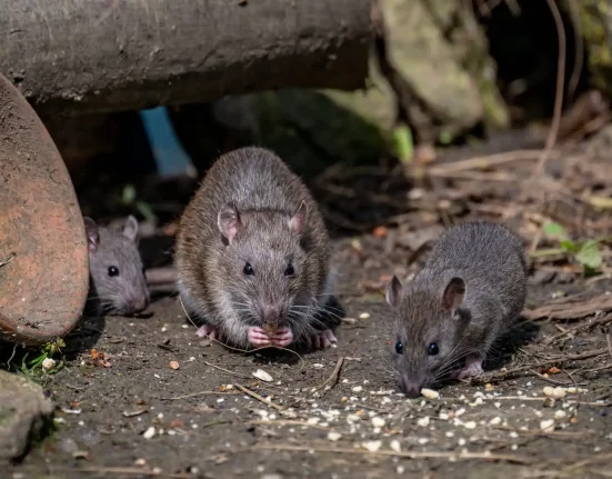 Boston utilise l'IA pour créer un 'dictionnaire' des rats afin de prédire les prochaines invasions de nuisibles.