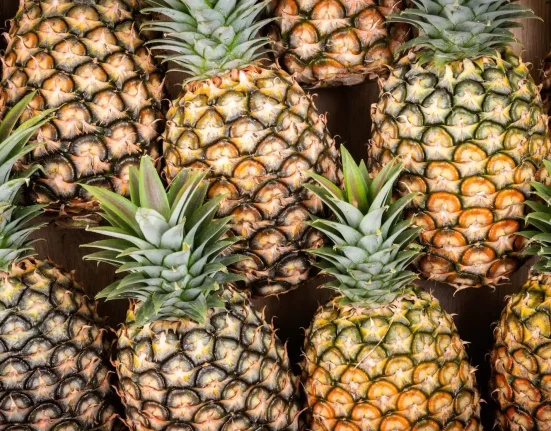Créations de mode innovantes : mises en avant d'alternatives cuir à base d'ananas, de poisson et de 'T. Rex'