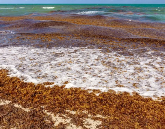 Déclaration d'urgence face aux algues marines : une ville floridienne lance un projet pilote de nettoyage des plages