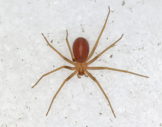 Découverte de recluse venimeux lors d'une inspection d'appartement au Connecticut : une première dans l'État.