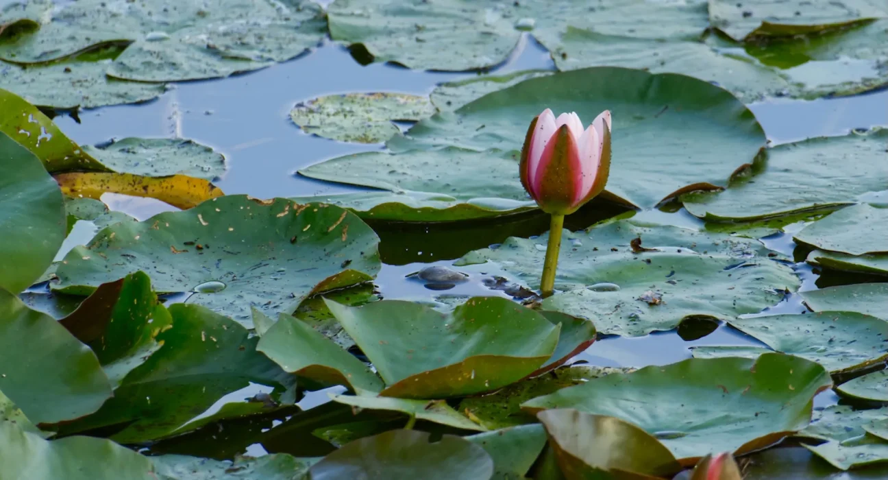 Découverte d'une Nénuphar géant en Colombie : seulement 30 à 50 spécimens encore sauvages