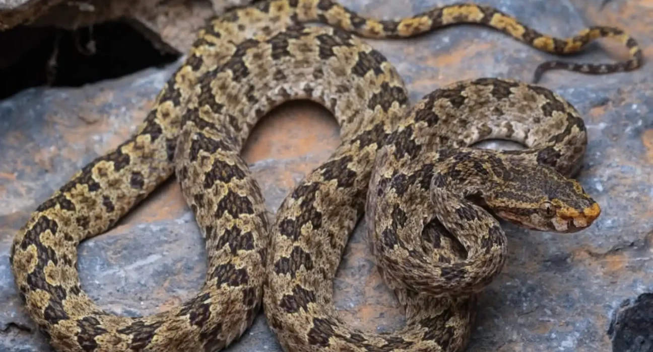 Découverte d'une nouvelle espèce de serpent à venin dans les grottes du Laos