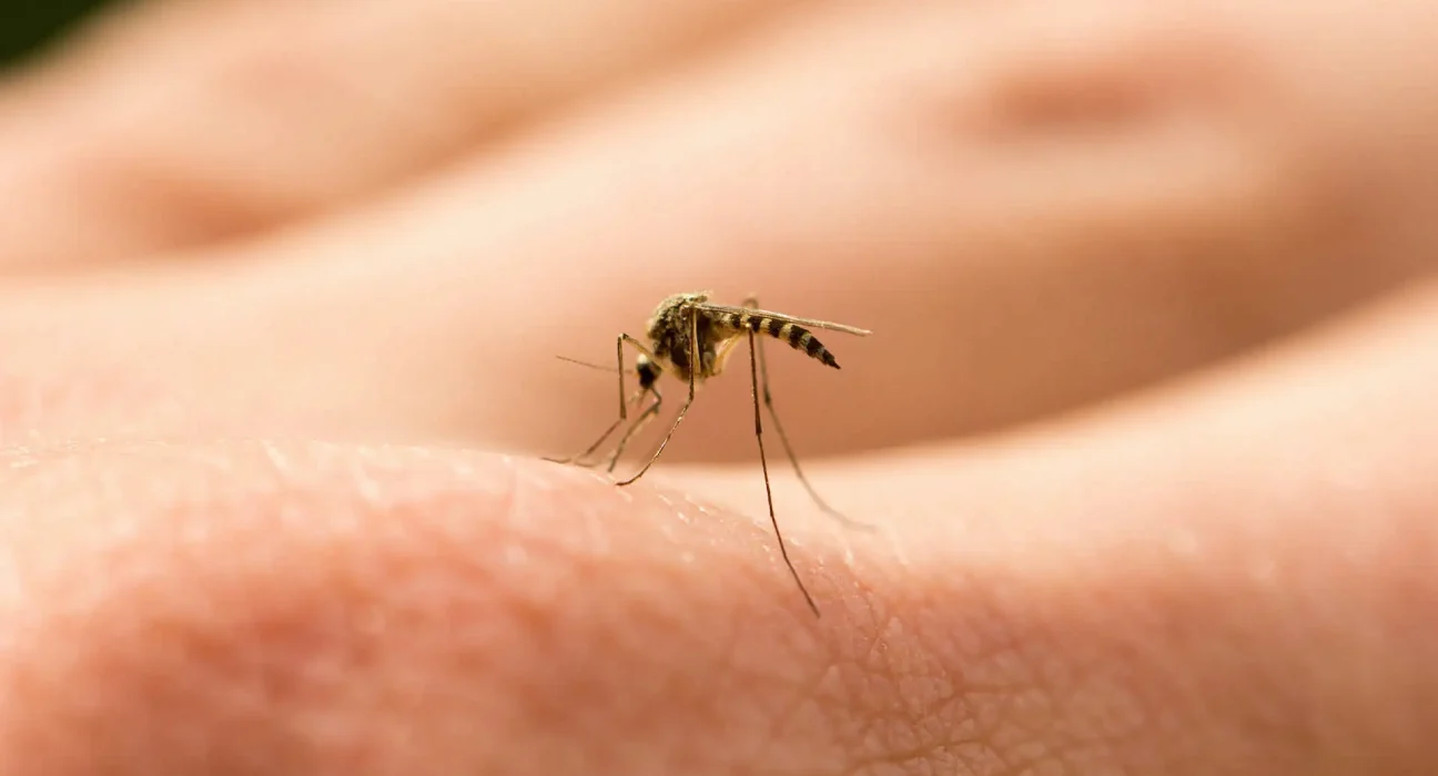 Dengue en Floride : 223 cas signalés dans un contexte d'explosion de la population de moustiques.