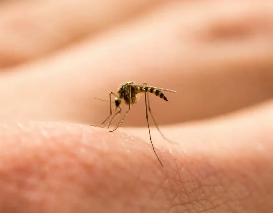 Dengue en Floride : 223 cas signalés dans un contexte d'explosion de la population de moustiques.