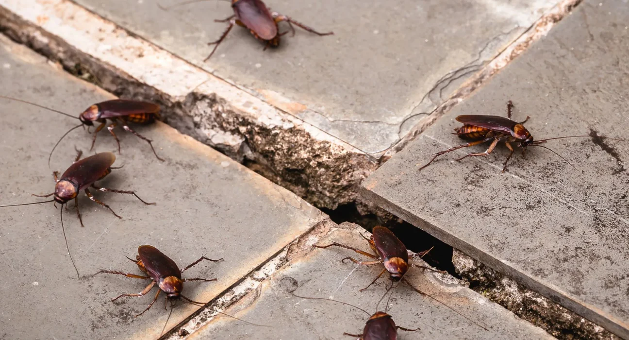 Des chercheurs dote des cafards géants de caméras et d'injecteurs miniatures pour améliorer les interventions en cas de catastrophe.