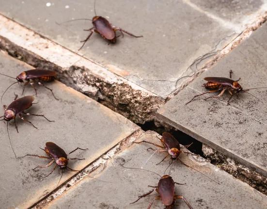 Des chercheurs dote des cafards géants de caméras et d'injecteurs miniatures pour améliorer les interventions en cas de catastrophe.