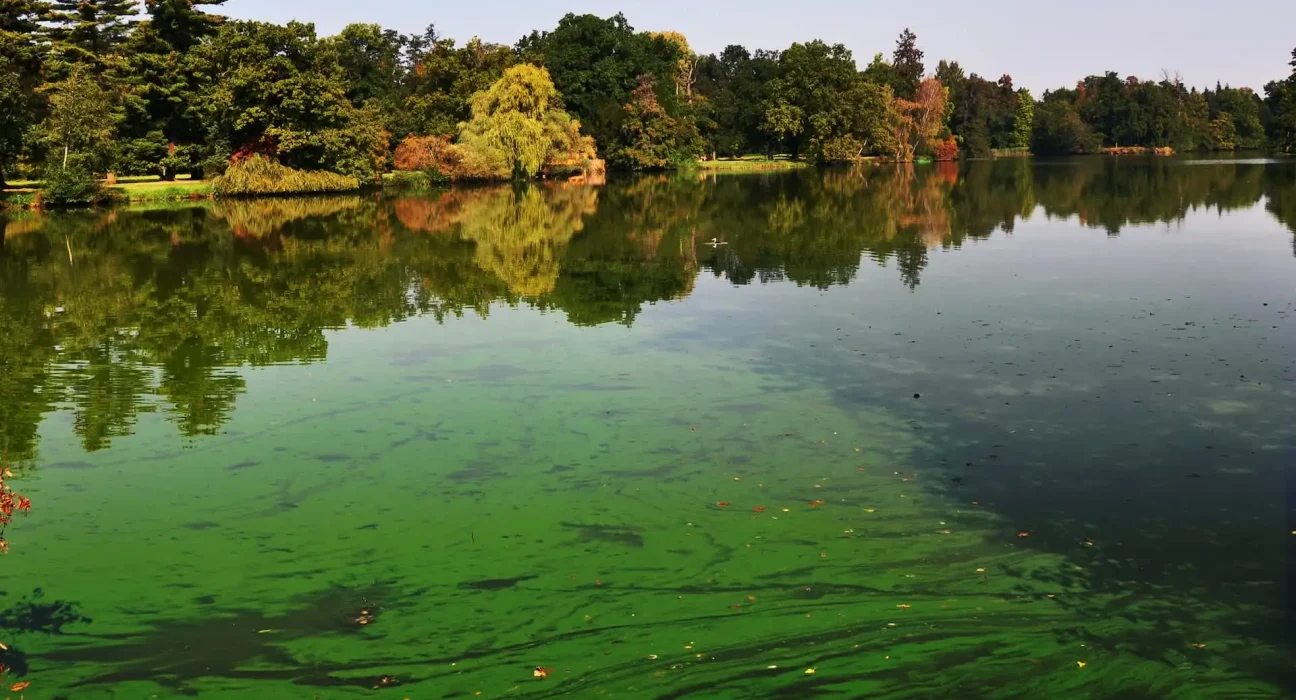 Des équipements de brassage de bière réaffectés à la lutte contre les algues toxiques dans un lac de parc au Royaume-Uni.