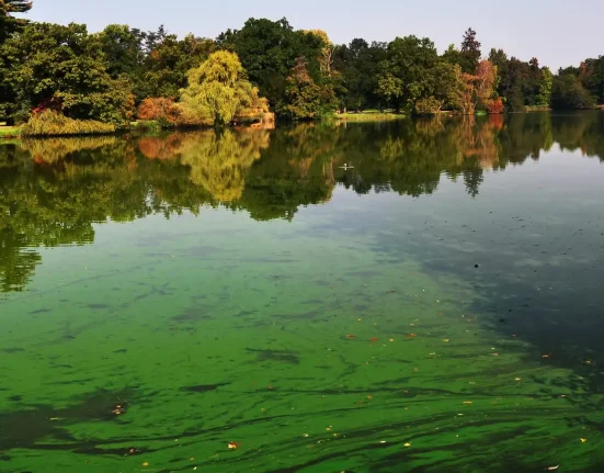 Des équipements de brassage de bière réaffectés à la lutte contre les algues toxiques dans un lac de parc au Royaume-Uni.