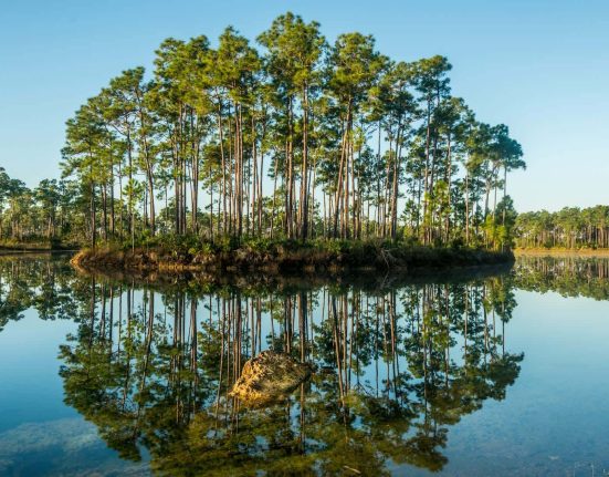 Des scientifiques de Floride alertent : Les îles d'arbres des Everglades abritent des gators, mais leur avenir est menacé par le changement climatique.