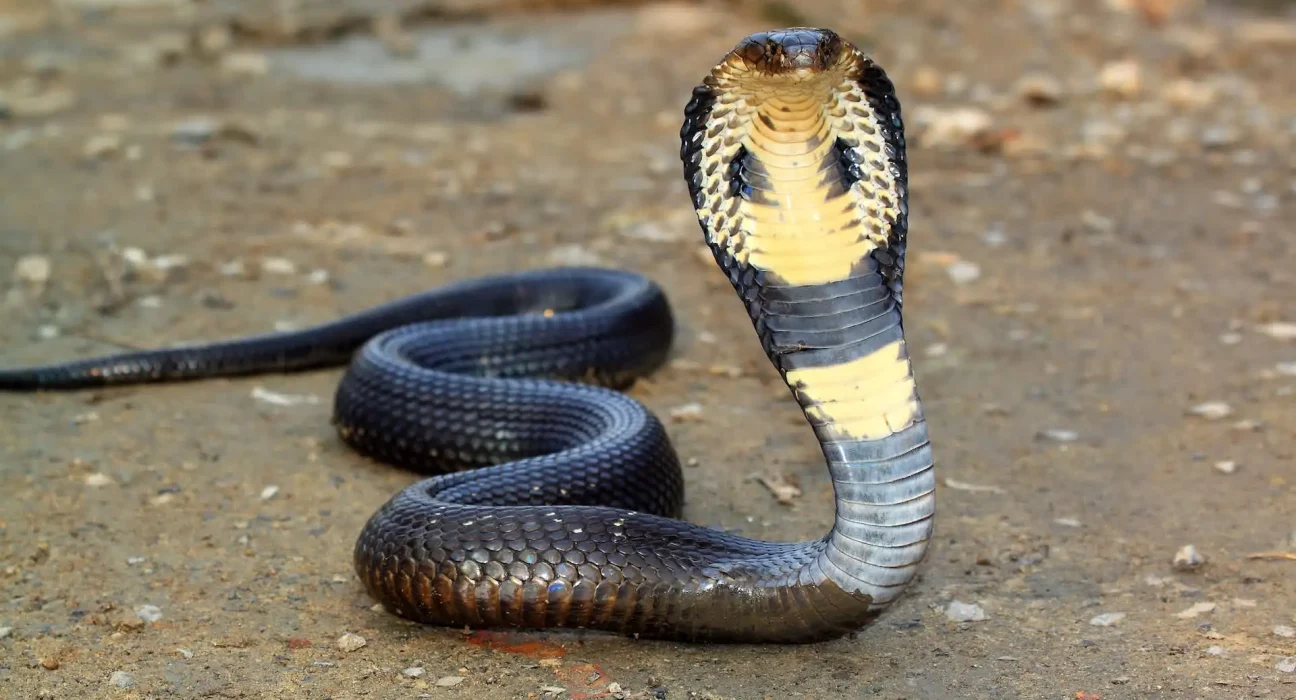 Deux hommes succombent à des morsures de cobra du Caspien en Inde, alors que l'espèce envahit l'Himalaya