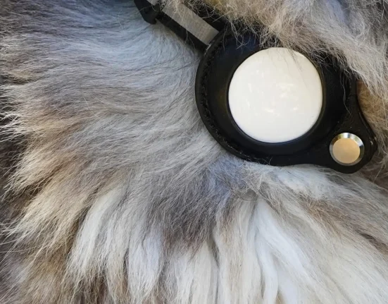 En Alaska, une avalanche emporte un chien, puis un AirTag permet de le retrouver 50 heures plus tard.