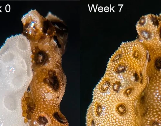 En Californie, des coraux blanchis se rétablissent rapidement grâce à leurs jumeaux en bonne santé.