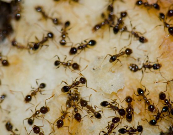 En Californie, les fourmis argentines protègent les ravageurs des cultures contre les prédateurs essentiels aux agriculteurs.