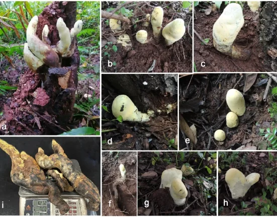 En Chine, des scientifiques découvrent un champignon de près de 2,3 kg si unique qu'il nécessite une nouvelle classification.