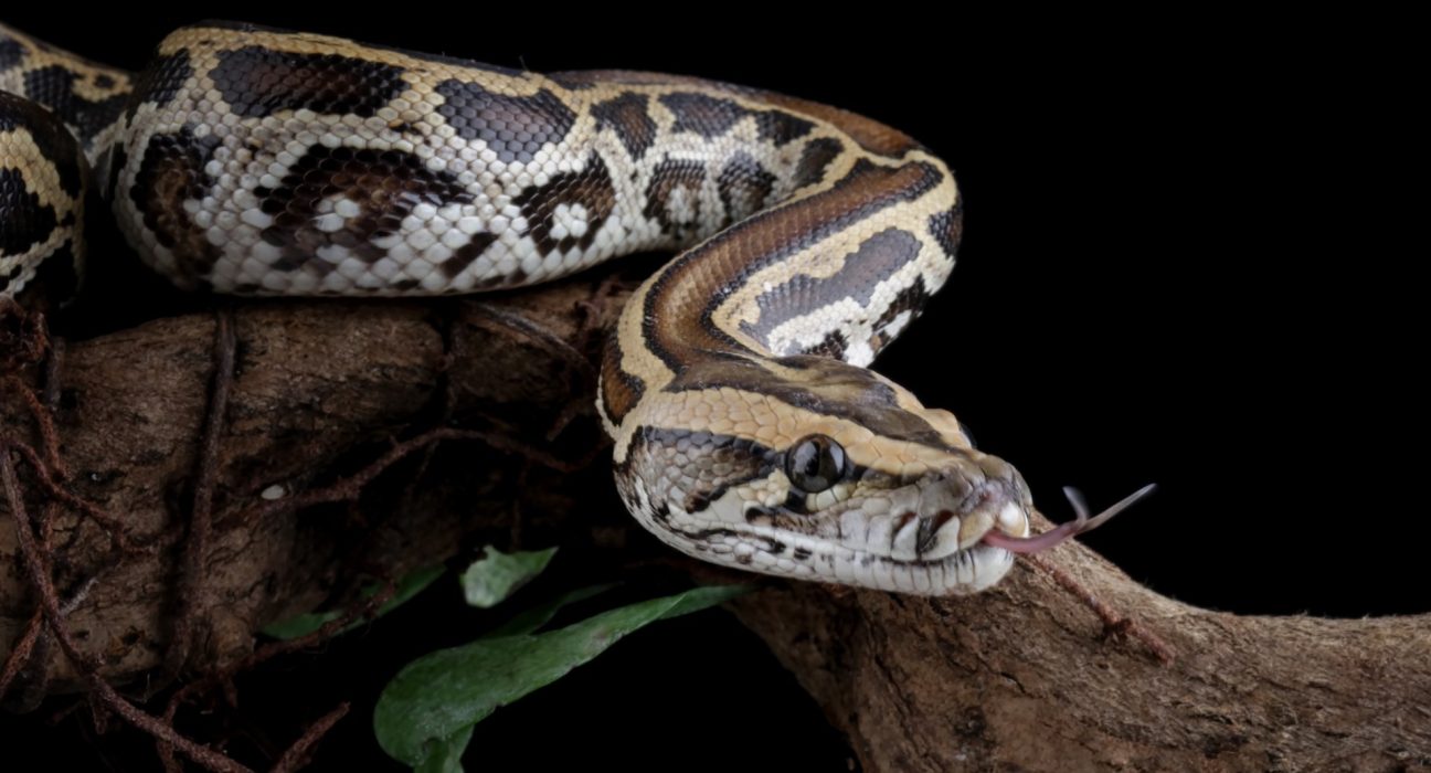 En Floride, la chasse aux pythons est ouverte toute l'année, mais une étude révèle des choix erronés.