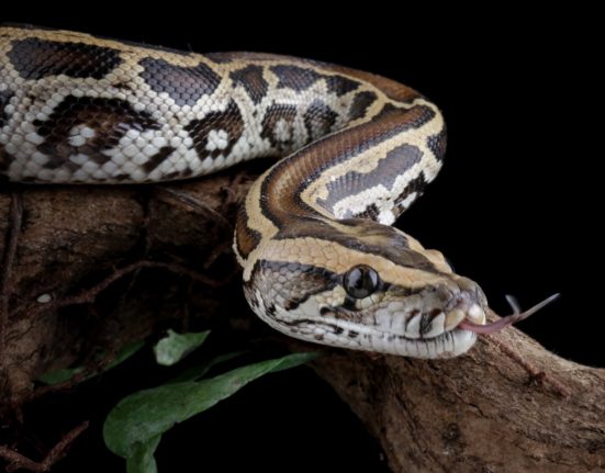 En Floride, la chasse aux pythons est ouverte toute l'année, mais une étude révèle des choix erronés.