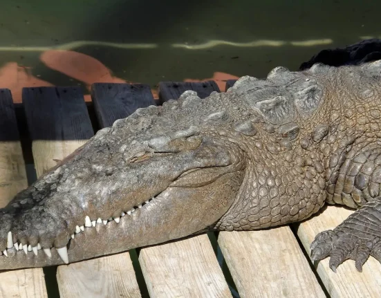 En Floride, un crocodile ingère 23 billes de carabine à air, des chercheurs s'inquiètent de l'ampleur du phénomène.