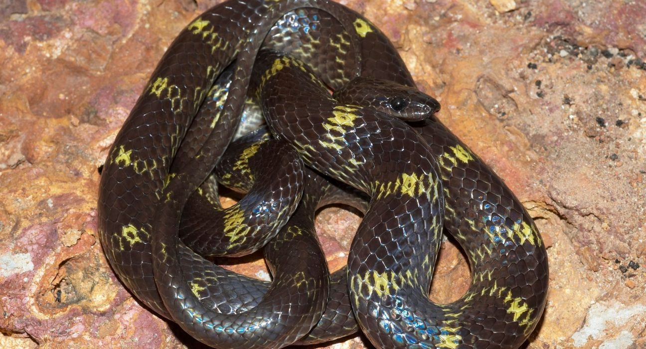 En Inde, des secouristes découvrent un serpent-loup à deux têtes dont les têtes agissent de façon indépendante.