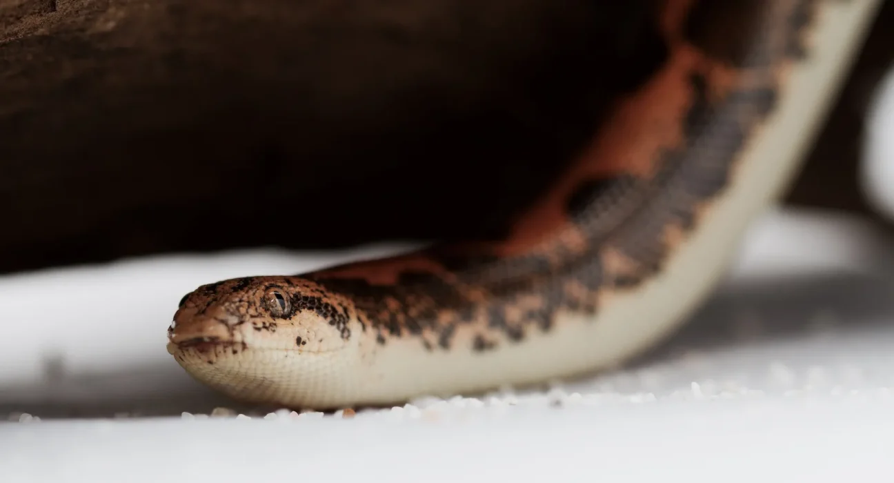 En Inde, un serpent autrefois confiné à l'Iran et au Pakistan envahit les jardins et les enclos à vaches.