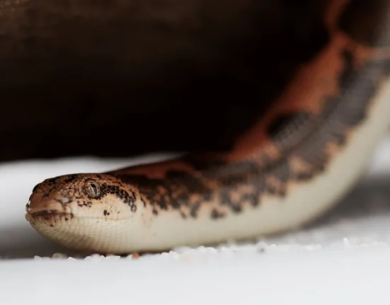 En Inde, un serpent autrefois confiné à l'Iran et au Pakistan envahit les jardins et les enclos à vaches.