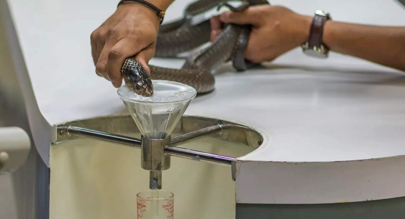 Extraction de venin par des scientifiques au Kenya : vers un antidote sur mesure pour l'Afrique de l'Est.