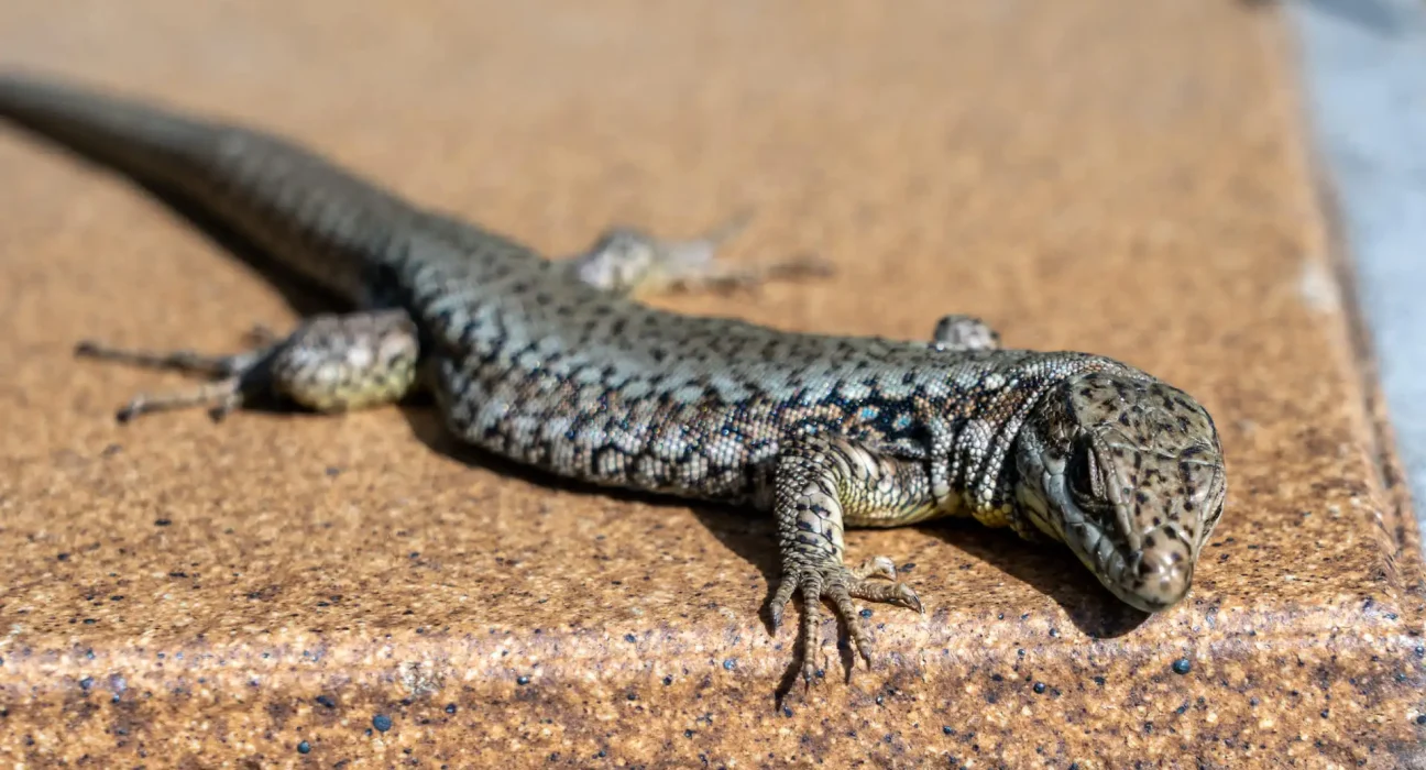 Île de Vancouver : des lézards envahissants traquent les limaces, préservent les fraises et inquiètent les spécialistes.