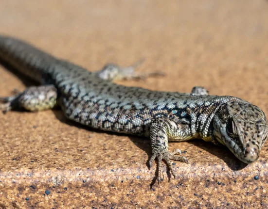 Île de Vancouver : des lézards envahissants traquent les limaces, préservent les fraises et inquiètent les spécialistes.