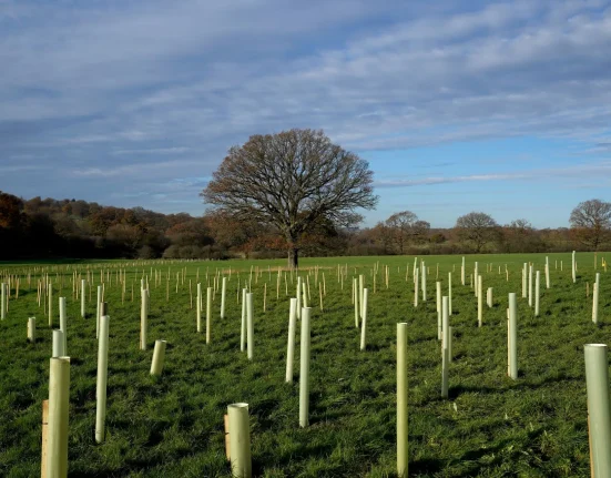 L'Angleterre dévoile un plan de 104 millions de dollars pour planter 500 000 arbres face aux inondations, sécheresses et vagues de chaleur.