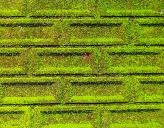 Le béton recouvert de mousse : une solution pour verdir les villes, rafraîchir l'air et assainir l'environnement.