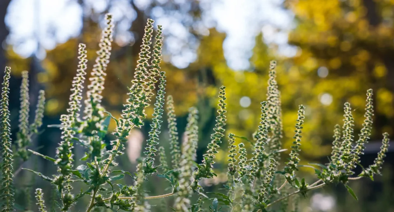Le pollen d'herbe à puce persiste jusqu'à la première gelée, offrant aux États-Unis un automne prolongé
