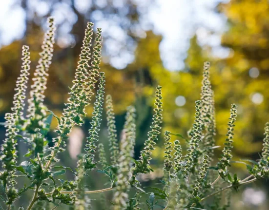 Le pollen d'herbe à puce persiste jusqu'à la première gelée, offrant aux États-Unis un automne prolongé