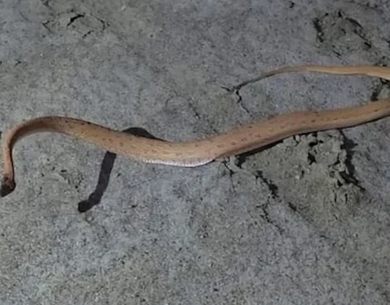 « Les agents des forêts du Gujarat découvrent un serpent de sable mystérieux, absent depuis 150 ans »