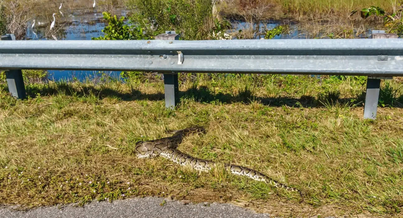 Les pythons birmanes, vecteurs involontaires de plantes envahissantes dans les Everglades de Floride