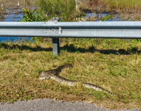Les pythons birmanes, vecteurs involontaires de plantes envahissantes dans les Everglades de Floride