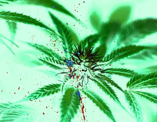 Marijuana et Violence : Un Lien à Explorer